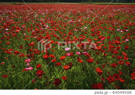 ポピーの花畑 ポピーの花畑 64049506