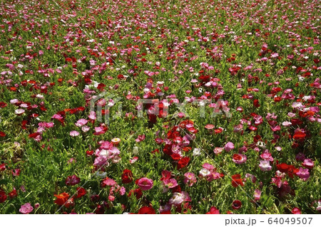 ポピーの花畑 ポピーの花畑 64049507