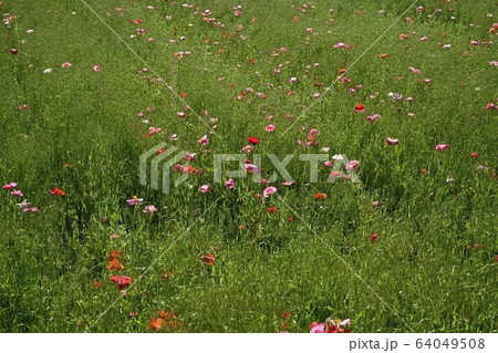 野草の群生にに点在するポピーの花 野草の群生にに点在するポピーの花 64049508