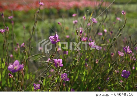 ユウゲショウの花とポピーの花畑 ユウゲショウの花とポピーの花畑 64049516