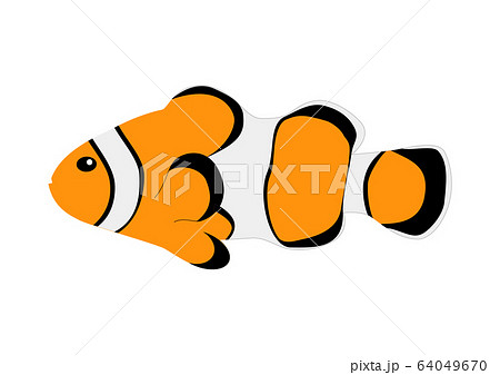 カクレクマノミ 64049670