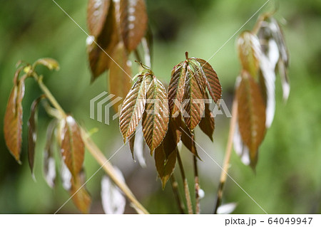 樫の木の若葉の写真素材