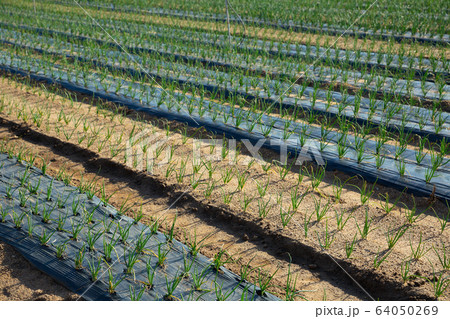 Green onions growing on plantation Green onions growing on plantation 64050269