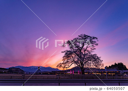 福島県　二本松市　道の駅安達の桜　万燈桜の夕景　ライトアップ 64050507