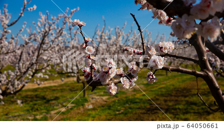 Apricot flowers on tree Apricot flowers on tree 64050661