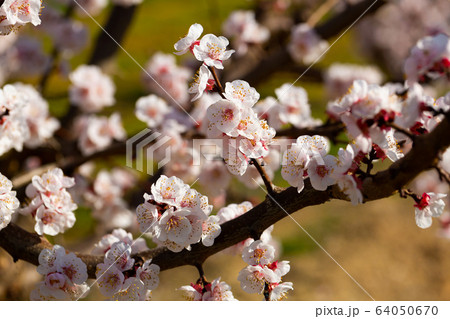 Close-up blossoming of apricot trees on a meadows 64050670