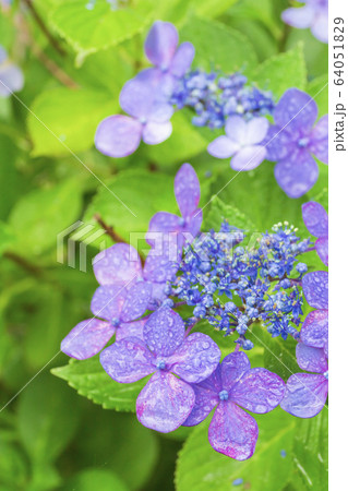 紫陽花 紫陽花 64051829