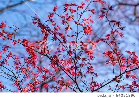福島県 花見山公園 出猩々 春もみじの写真素材