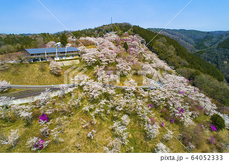 三休公園 桜 三休公園 桜 64052333