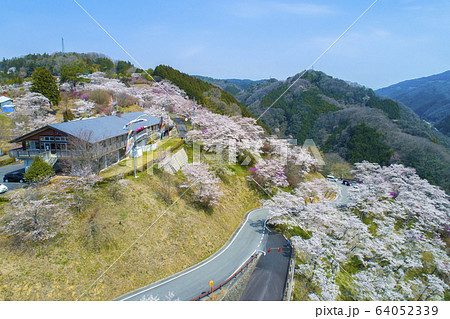 三休公園 桜 三休公園 桜 64052339