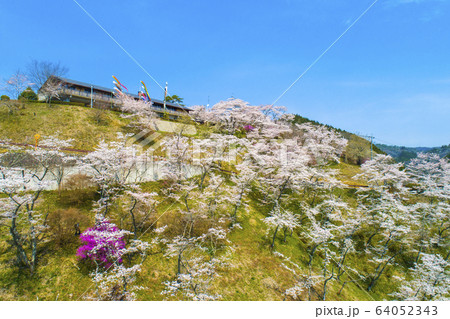 三休公園 桜 三休公園 桜 64052343