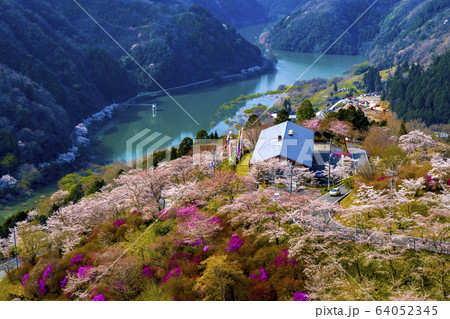 三休公園　桜 64052345