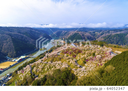 三休公園 桜 三休公園 桜 64052347