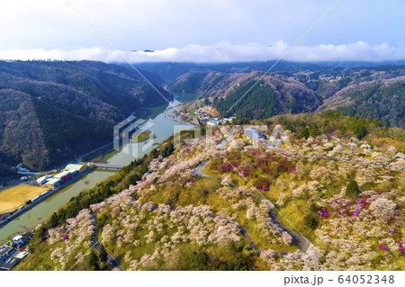 三休公園　桜 64052348