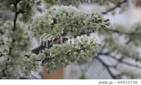 春 春の花 春先 64052536