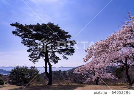 宮城県 松島町 満開の桜と西行戻しの松公園 春の松島湾 宮城県 松島町 満開の桜と西行戻しの松公園 春の松島湾 64052596