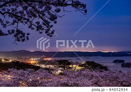 宮城県 松島町 満開の桜と西行戻しの松公園 春の松島湾の夜景 宮城県 松島町 満開の桜と西行戻しの松公園 春の松島湾の夜景 64052934