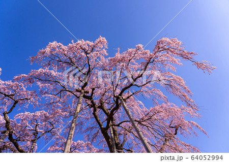 福島県 三春滝桜 福島県 三春滝桜 64052994