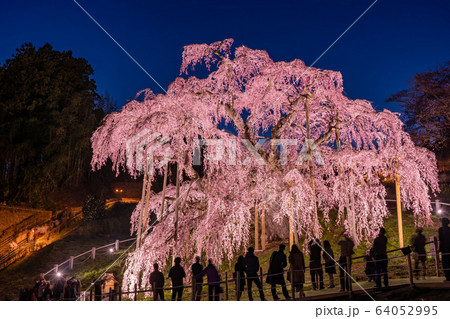 福島県　三春滝桜　ライトアップ　夕暮れ時 64052995