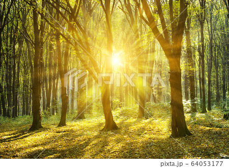 forest 64053177