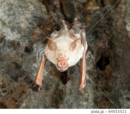 vampire bat are sleeping in the cave hanging on vampire bat are sleeping in the cave hanging on 64053521