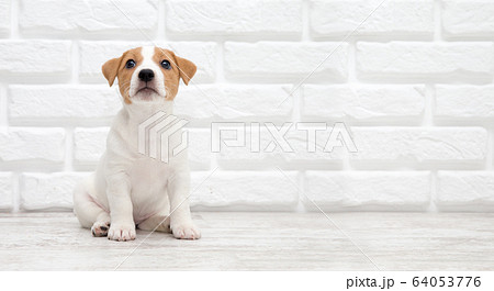 Puppy  Jack russell terrier. Small adorable doggy 64053776