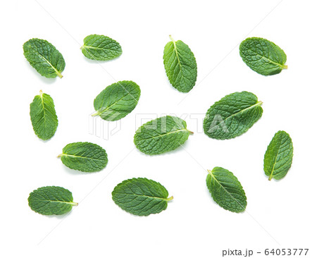 fresh green mint leaves isolated on white fresh green mint leaves isolated on white 64053777