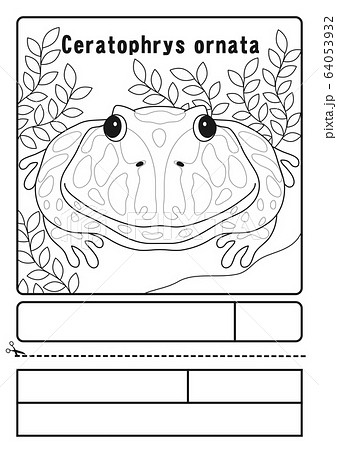 ベルツノガエル　ぬりえ　応募用紙 64053932