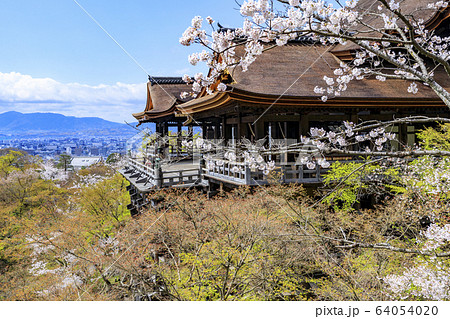 改修後の清水寺　桜 64054020