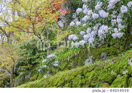 改修後の清水寺 桜 改修後の清水寺 桜 64054039