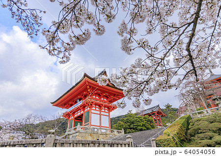 改修後の清水寺　桜 64054056