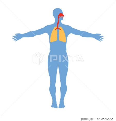 Human respiratory system anatomy, isolated on Human respiratory system anatomy, isolated on 64054272