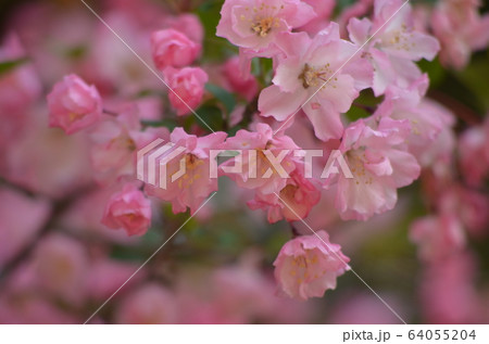 花海棠 花海棠 64055204