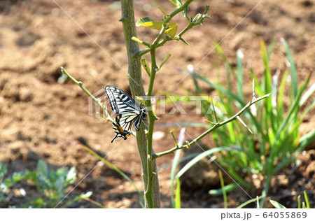 スダチの枝にとまるアゲハチョウ 64055869
