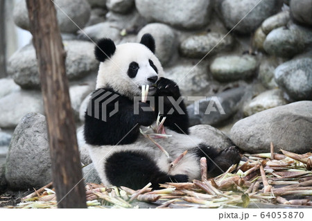 子パンダ 64055870