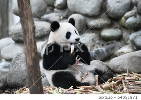 子パンダ 64055871