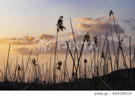 dry cane at sunset nature background dry cane at sunset nature background 64056014