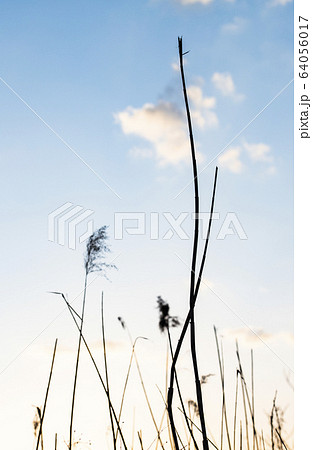 dry cane at sunset nature background 64056017