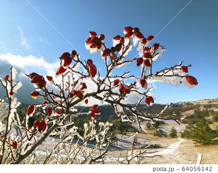 Russian winter red iced rosehip covered in snow Russian winter red iced rosehip covered in snow 64056142