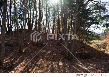 冬の秩父ミューズパーク 昆虫の森 雑木林 冬の秩父ミューズパーク 昆虫の森 雑木林 64056165