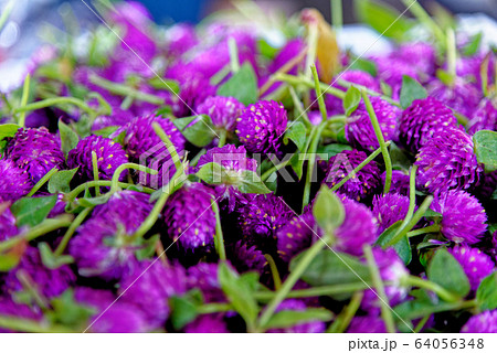Bag of flowers  at Pak Khlong Talat, Bangkok 64056348