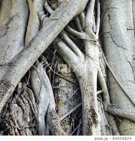 Closeup of banyan tree trunk roots with carvings Closeup of banyan tree trunk roots with carvings 64056824