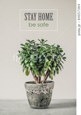 Houseplant Crassula ovata jade plant money tree: concept of self quarantine at home as preventative measure against virus outbreak Houseplant Crassula ovata jade plant money tree: concept of self quarantine at home as preventative measure against virus outbreak 64057364