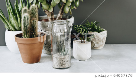 Collection of various cactus and succulent plants in different pots. Home decor and gardening concept. Collection of various cactus and succulent plants in different pots. Home decor and gardening concept. 64057376