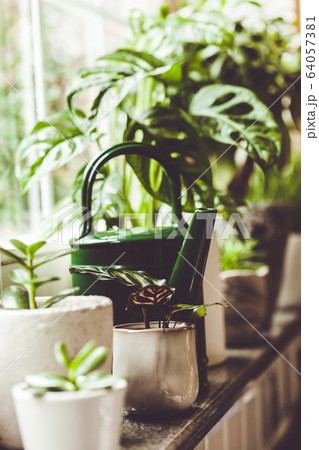 Potted green plants on window. Home decor and gardening concept Potted green plants on window. Home decor and gardening concept 64057381