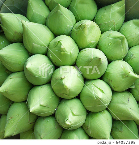 Lotus Bud background at Bangkok Thailand Flower Lotus Bud background at Bangkok Thailand Flower 64057398