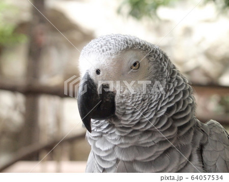 Macaw parrot 64057534