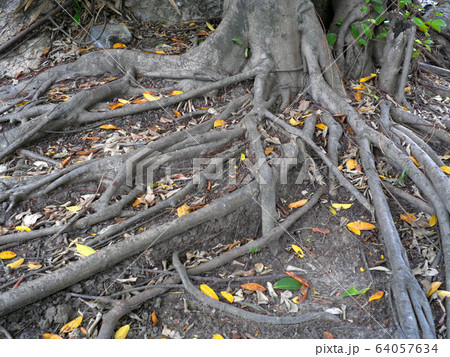 Forest tree with roots 64057634