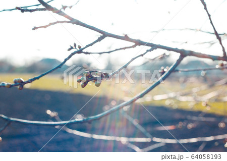 tree branch with buds background 64058193