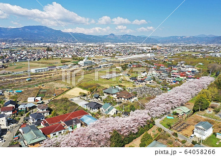 小田原市　田島桜の里 64058266